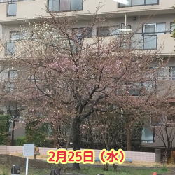 ���s��2/25