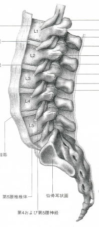 腰椎と神経